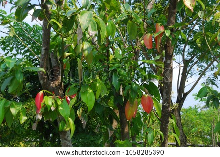 Cinnamomum verum The perennial is small, deciduous, bark, trunk is gray and thick. Branches parallel to the ground and set up. The leaves are oval. Pointed red, green, bouquet of flowers.