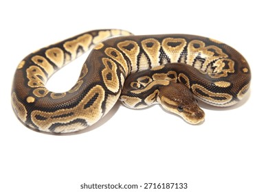 The Cinnamon Ball Python is an incomplete dominant