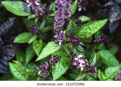 Cinnamon basil and plants with green leaves and purple flowers growing in summer garden - Powered by Shutterstock