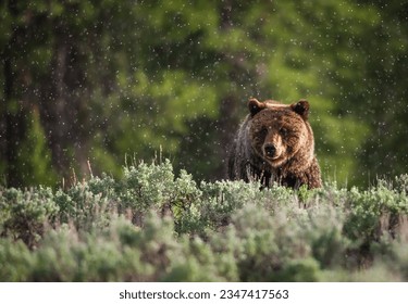 A cinnamon bear in glacier national park foraging for food. 