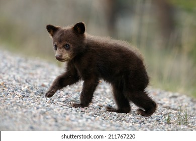 Cinnamon Black Bear Cub