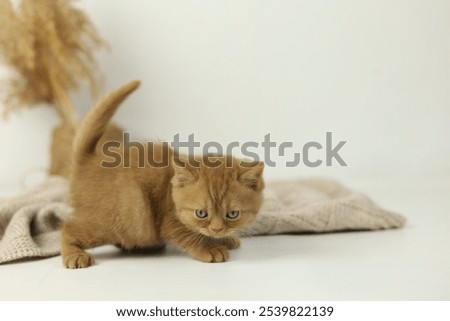 Similar – Image, Stock Photo Cute domestic British shorthair golden cat sitting on wooden surface in apartment and looking away