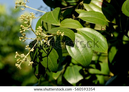 Cinnamon, Cassia (Cinnamomum spp.) Leaves and flowers on tree in the herbal garden.
