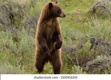 Cinnamon Color Black Bear Standing Up