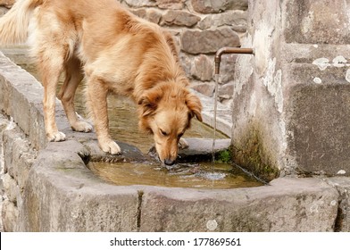 Cinnamon Colored Dog Drinking Water From An Old Stone Fountain