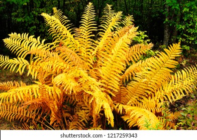 Cinnamon Fern, Fall color along the Highland Scenic Highway, Route 150, National Scenic Byway, Pocahontas County, West Virginia, USA