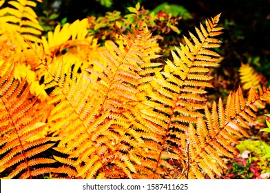 Cinnamon Fern, Fall color, Monongahela National Forest, Webster County, West Virginia, USA