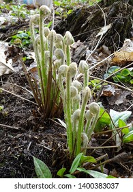 Cinnamon fern fronds sprouting in a private garden during the springtime, Quebec, Canada
