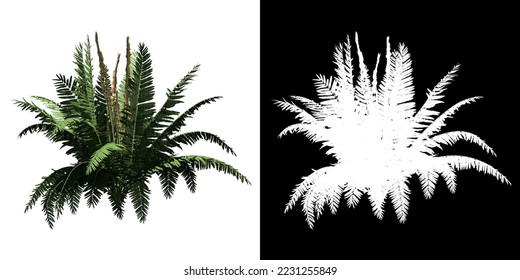 Cinnamon Fern isolated on white background with alpha clipping mask