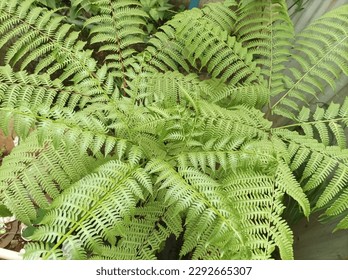 Cinnamon Fern is one of the grasses but its can be used as landscape or garden applications