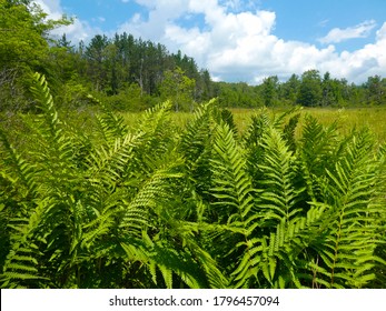 Cinnamon fern (Osmunda cinnamomea) growing in the wetlands of Cranesville Swamp Preserve in West Virginia on a sunny day.