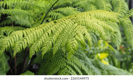 The cinnamon fern plant has beautiful leaves