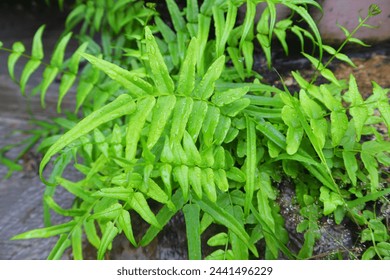 Cinnamon ferns or Osmundastrum cinnamomeum, grow in moist soil and on shady edges.
