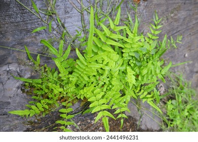 Cinnamon ferns or Osmundastrum cinnamomeum, grow in moist soil and on shady edges.