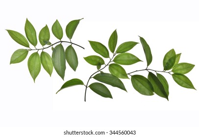 cinnamon leaves isolated on white background