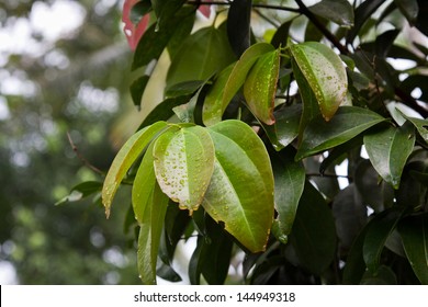 Cinnamon Leaves On A Tree