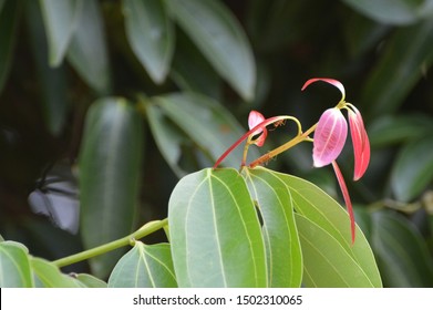 Cinnamon Leaves In Cinnamon Tree