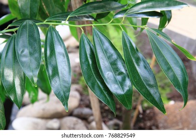 Cinnamon Plant Leaves As Nice Natural Background