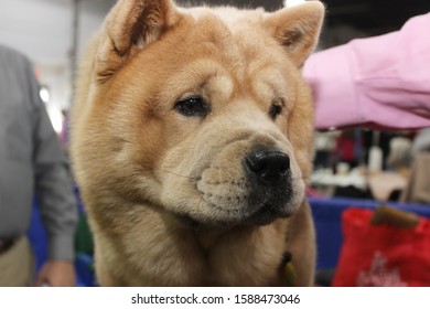 Chow Chow Dog Images Stock Photos Vectors Shutterstock