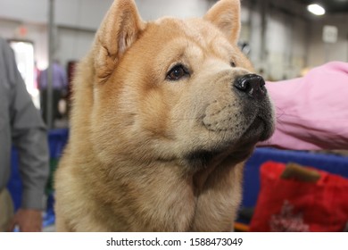 Chow Chow Dog Images Stock Photos Vectors Shutterstock