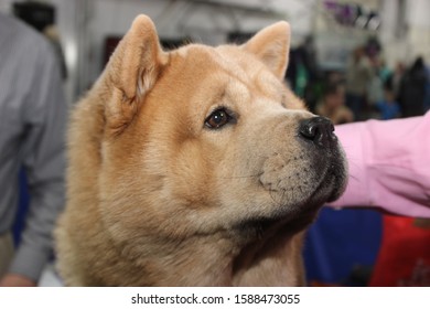 Chow Chow Dog Images Stock Photos Vectors Shutterstock