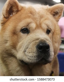 Chow Chow Dog Images Stock Photos Vectors Shutterstock