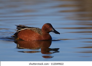 Cinnamon Teal, Anas Cyanoptera, Swimming On Clear Blue Water, Klamath Falls Basin National Wildlife Refuge; California / Oregon Border