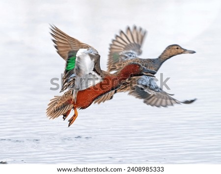 A Cinnamon Teal duck couple take flight together above a light colored pond in early Springtime.