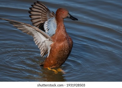 699 Cinnamon teal Images, Stock Photos & Vectors | Shutterstock