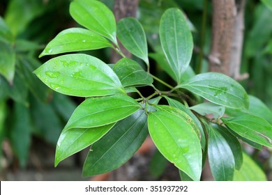 Cinnamon Tree