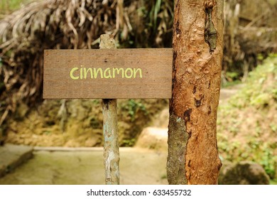 Cinnamon Bark Tree Images Stock Photos Vectors Shutterstock