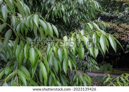 Cinnamon tree branch with glossy leaves. Cinnamomum verum plant.