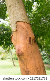Cinnamon tree (Cinnamomum cassia, aka Chinese cassia or Chinese cinnamon) peeled bark - Tres Coroas, Brazil