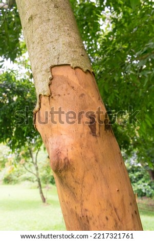 Cinnamon tree (Cinnamomum cassia, aka Chinese cassia or Chinese cinnamon) peeled bark - Tres Coroas, Brazil