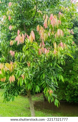 Cinnamon tree (Cinnamomum cassia aka Chinese cassia or Chinese cinnamon) with new young leaves growing - Tres Coroas, Brazil