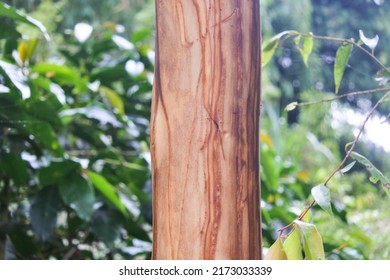 Cinnamon Tree That Has Been Peeled