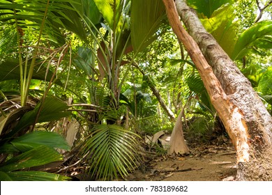 Cinnamon Tree In The Tropical Forest