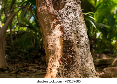 Cinnamon Tree In The Tropical Forest