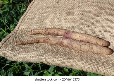 Cinnamon Vine On A Jute Sack In The Herb Garden