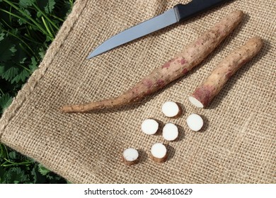 Cinnamon Vine On A Jute Sack In The Herb Garden