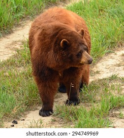 Cinnamon-colored Black Bear Roaming The Plains  Of   The Wild Animal Sanctuary In Keenesburg,  Colorado   