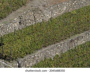 Cinque Terre Wine Grapevine Historic Heritage