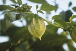 Ciplukan Fruit Or Native Gooseberry Is Light Green When It Is Still Unripe