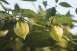 Ciplukan Fruit Or Native Gooseberry Is Light Green When It Is Still Unripe
