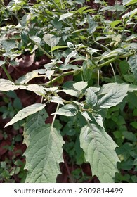 Ciplukan (Physalis angulata), Cutleaf Groundcherry atau Annual Groundcherry.