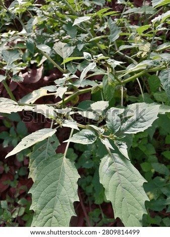 Ciplukan (Physalis angulata), Cutleaf Groundcherry atau Annual Groundcherry.