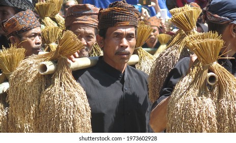 Ciptagelar, Indonesia - August 8 2019 : Asian Man In Black Clothes And Head Band Carries Bundles Of Dried Rice With Bamboo Yoke In Seren Taun Ceremony 