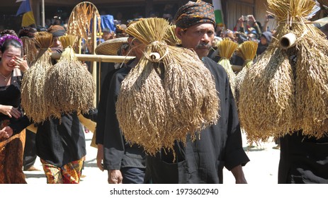 Ciptagelar, Indonesia - August 8 2019 : Asian Man In Black Clothes And Head Band Carries Bundles Of Dried Rice With Bamboo Yoke In Seren Taun Ceremony 