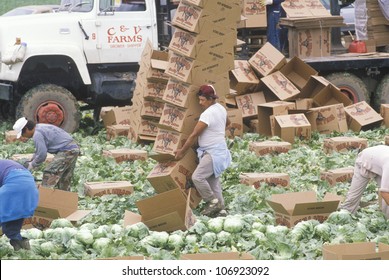 CIRCA 1989 - Migrant Farm Workers Harvest And Box Lettuce In San Joaquin Valley, CA