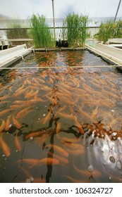 CIRCA 1999 - Tank Filled With Koi At Fish Farm